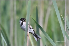 <p>STRNAD RÁKOSNÍ (Emberiza schoeniclus) ----- /Common reed bunting – Rohrammer/</p>